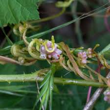 Attēlu rezultāti vaicājumam “Cuscuta europaea fruit”