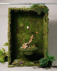 Attēlu rezultāti vaicājumam “moss”