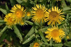 Attēlu rezultāti vaicājumam “Inula britannica”