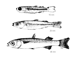 Image result for Chelon saliens