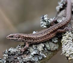 Attēlu rezultāti vaicājumam “Lacerta vivipara”