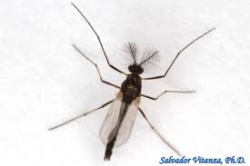 Attēlu rezultāti vaicājumam “Chironomidae”