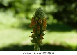 Attēlu rezultāti vaicājumam “Verbascum thapsus bud”