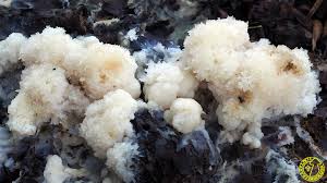 Attēlu rezultāti vaicājumam “Sebacina incrustans”