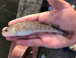 Image result for Microgadus tomcod