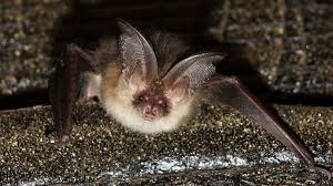 Attēlu rezultāti vaicājumam “Plecotus auritus”