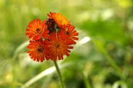 Image result for Hieracium aurantiacum