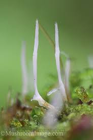 Attēlu rezultāti vaicājumam “Eocronartium muscicola”