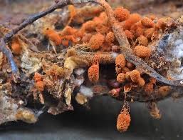 Attēlu rezultāti vaicājumam “Heterotrichia oerstedii (syn. Arcyria oerstedii) macro”