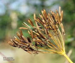 Image result for Chaerophyllum aureum