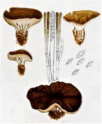 Attēlu rezultāti vaicājumam “Discina perlata”