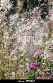 Attēlu rezultāti vaicājumam “Epilobium angustifolium fruit”