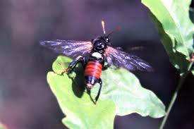 Attēlu rezultāti vaicājumam “Cimbex femoratus imago”