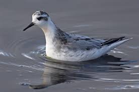 Attēlu rezultāti vaicājumam “Phalaropus fulicarius adult”