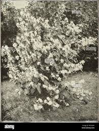 Attēlu rezultāti vaicājumam “Philadelphus coronarius”