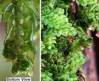 Attēlu rezultāti vaicājumam “Porella cordaeana”