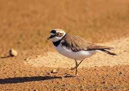 Attēlu rezultāti vaicājumam “Charadrius dubius”