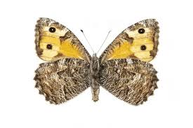 Attēlu rezultāti vaicājumam “Hipparchia semele”