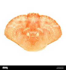 Image result for Cancer borealis