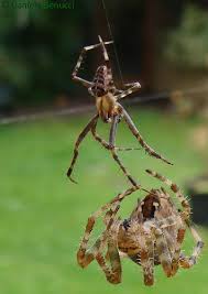 Attēlu rezultāti vaicājumam “Araneus diadematus female”