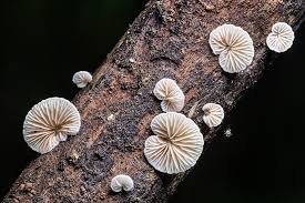 Attēlu rezultāti vaicājumam “Crepidotus versutus”