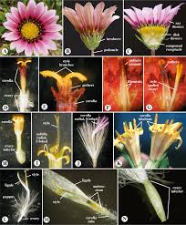 Attēlu rezultāti vaicājumam “Asteraceae”