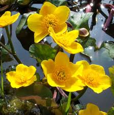 Attēlu rezultāti vaicājumam “Caltha palustris”