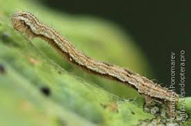 Attēlu rezultāti vaicājumam “Eupithecia icterata female”