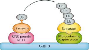 Attēlu rezultāti vaicājumam “Protapion sp.”