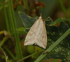 Attēlu rezultāti vaicājumam “Udea lutealis”