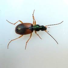 Attēlu rezultāti vaicājumam “Anchomenus dorsalis”