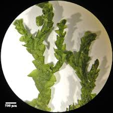 Attēlu rezultāti vaicājumam “Porella cordaeana”