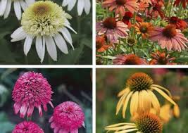 Attēlu rezultāti vaicājumam “Koeleria glauca flower”