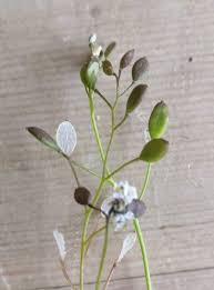 Attēlu rezultāti vaicājumam “Erophila verna flower”