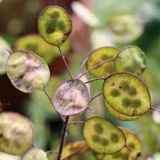 Image result for Lunaria annua