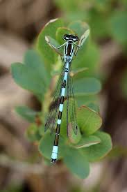 Attēlu rezultāti vaicājumam “Coenagrion hastulatum”