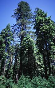 Attēlu rezultāti vaicājumam “Pseudotsuga menziesii var. glauca”