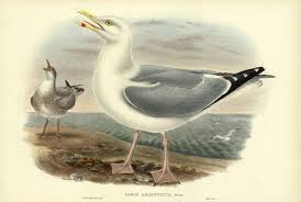 Attēlu rezultāti vaicājumam “Larus argentatus”