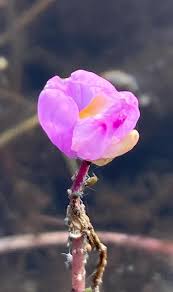 Attēlu rezultāti vaicājumam “Utricularia intermedia bud”