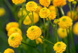 Attēlu rezultāti vaicājumam “Ranunculus acris flower”