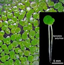 Attēlu rezultāti vaicājumam “Spirodela polyrhiza”