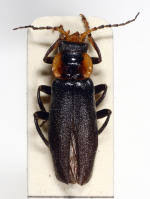 Attēlu rezultāti vaicājumam “Cantharis fusca”