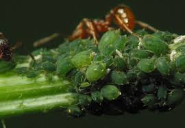 Attēlu rezultāti vaicājumam “Aphis confusa”