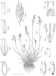 Attēlu rezultāti vaicājumam “Poa nemoralis leaf”