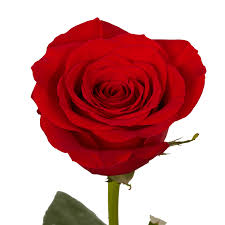 Image result for Red Rose Cc