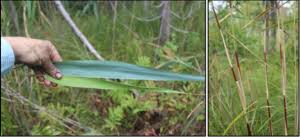 Attēlu rezultāti vaicājumam “Phragmites communis leaf”