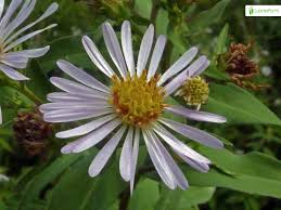 Attēlu rezultāti vaicājumam “Symphyotrichum x salignum”