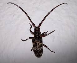 Attēlu rezultāti vaicājumam “Monochamus galloprovincialis”