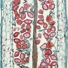 Attēlu rezultāti vaicājumam “sporophyte”