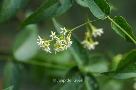 Attēlu rezultāti vaicājumam “Vincetoxicum hirundinaria flower”